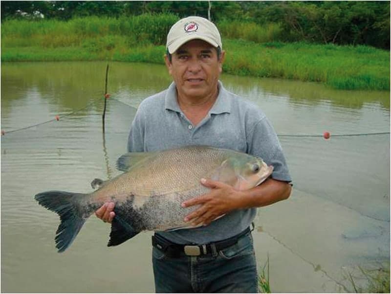 Dr. Luís Torres Velasco. Experto en pesca y piscicultura, sosteniendo un pacú criado en el CIRA.