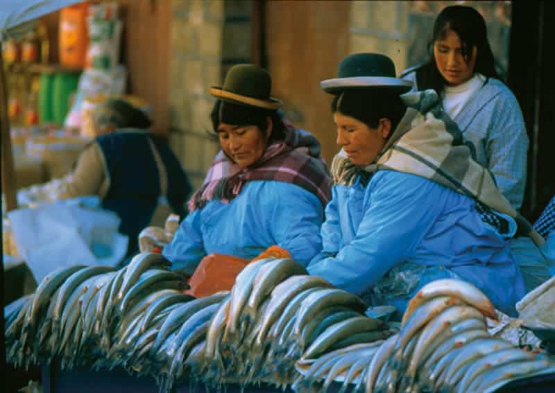 Pejerrey del lago Titicaca. La Paz.