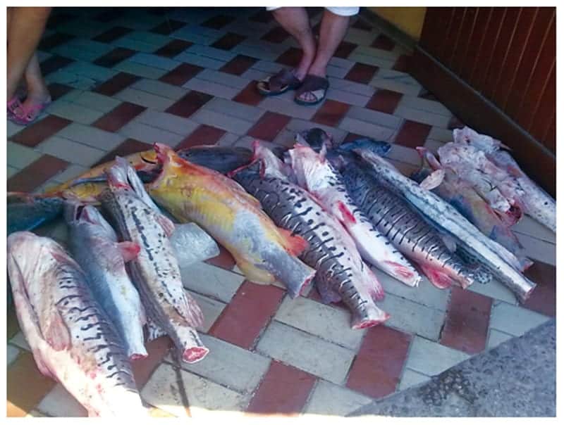 Pesca deportiva en Santa Cruz.