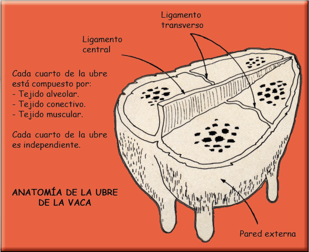 Anatomía de la Ubre