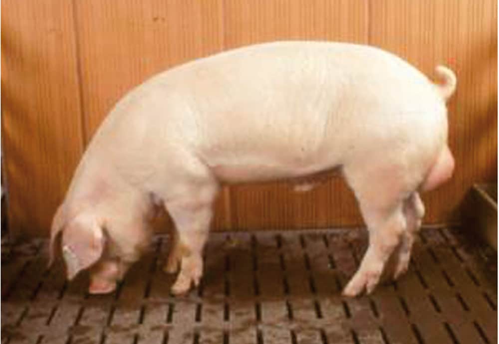 RAZA LANDRACE