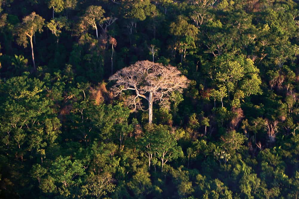 Selva amazónica. Sobresale un árbol de castaña. Pando.