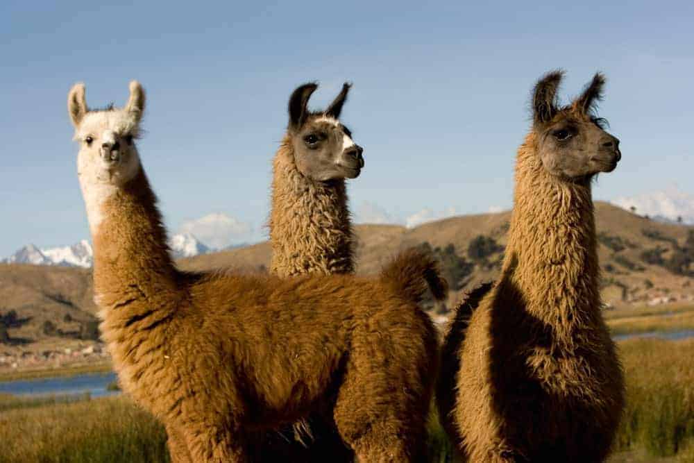 Llamas a orillas del lago Titicaca.