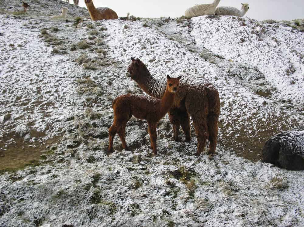 Alpacas de la variedad huacaya.