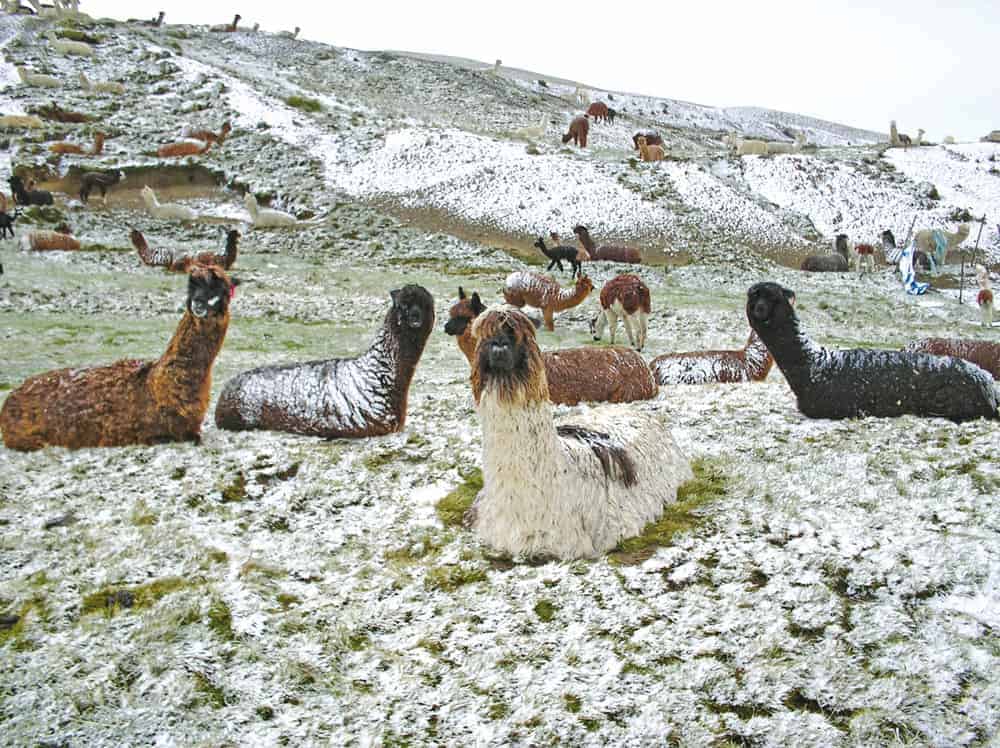 Llamas en la cumbre de La Paz