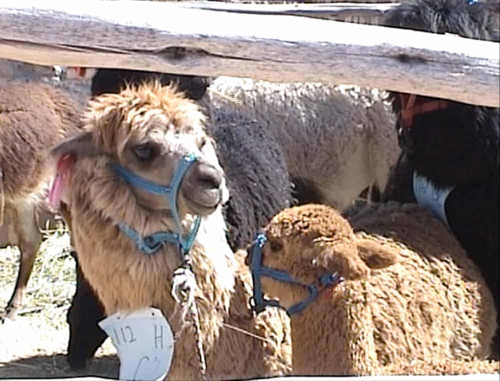 alpacas madre e hija