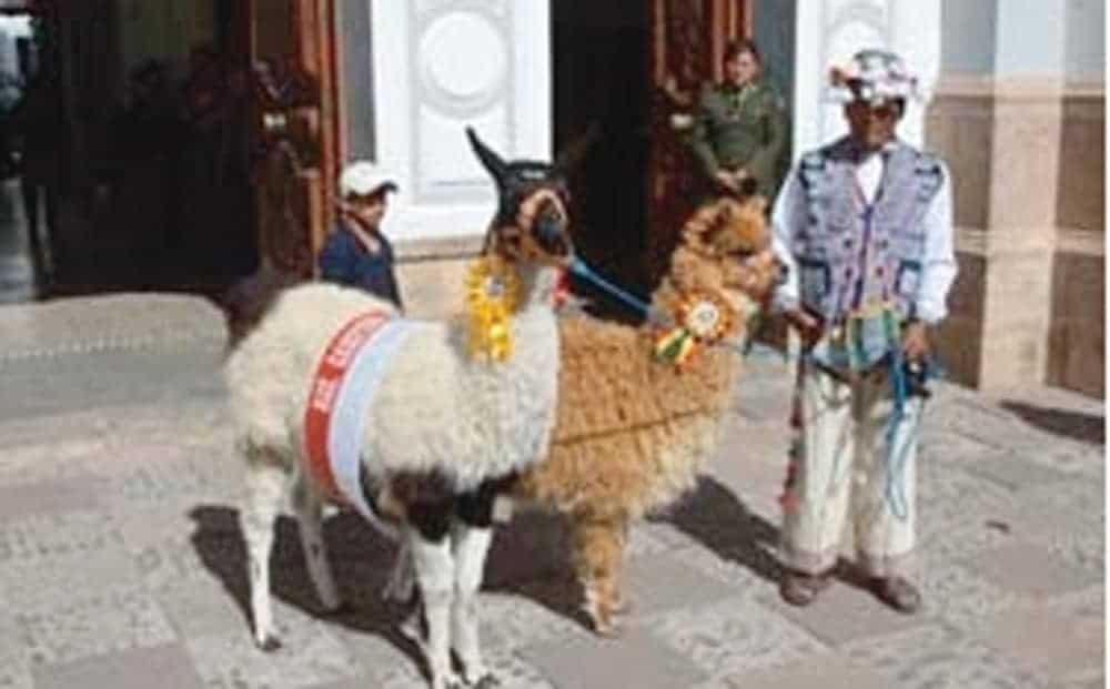 Llama y alpaca en la ciudad de Sucre.