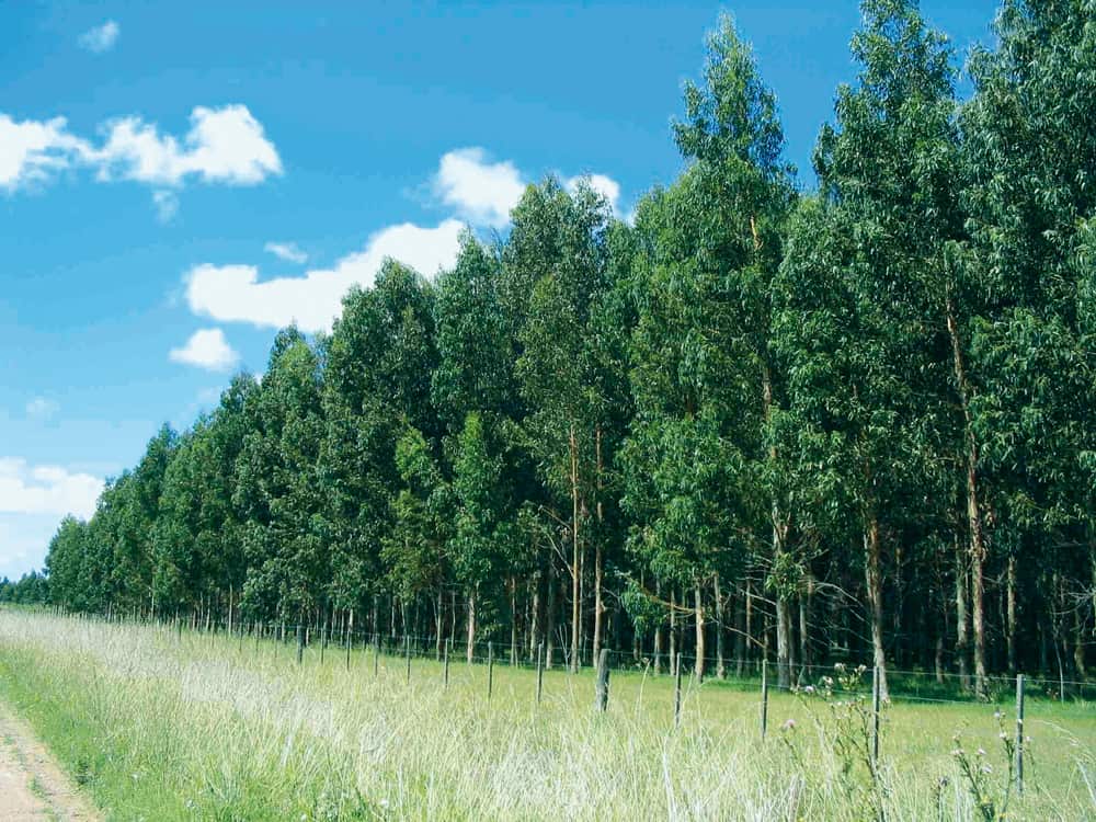 Plantaciones certificadas en el Chapare, Cochabamba.