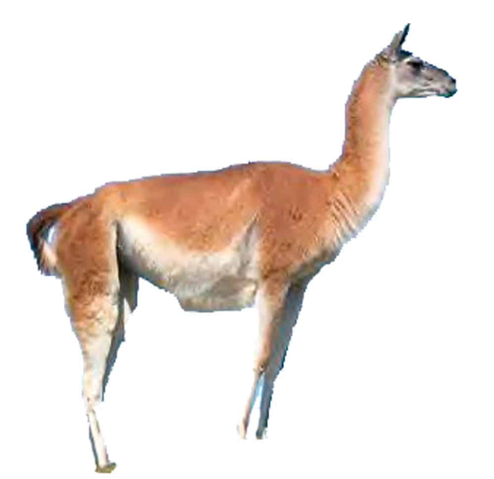 guanaco Lama guanicoe