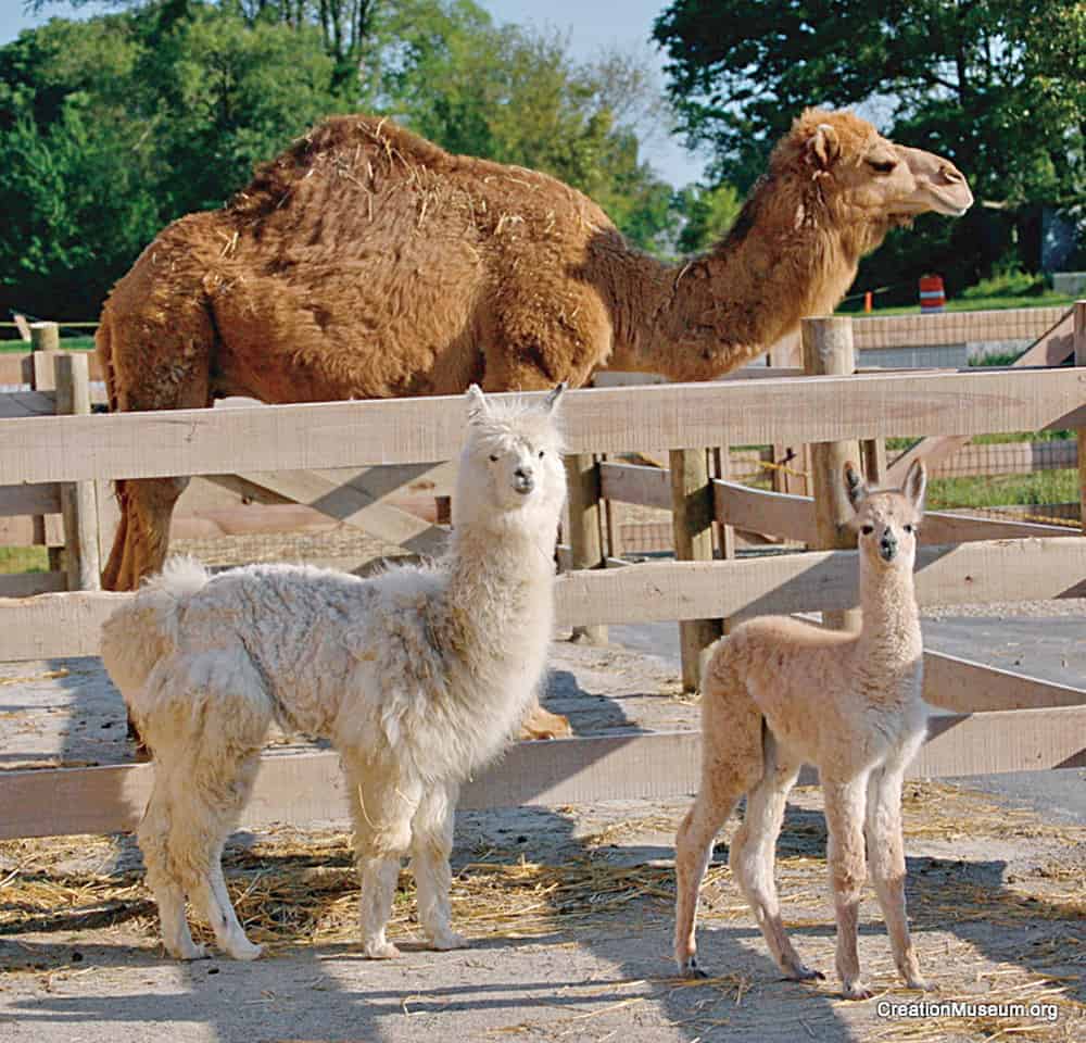 Dromedario, alpaca y huarizo.