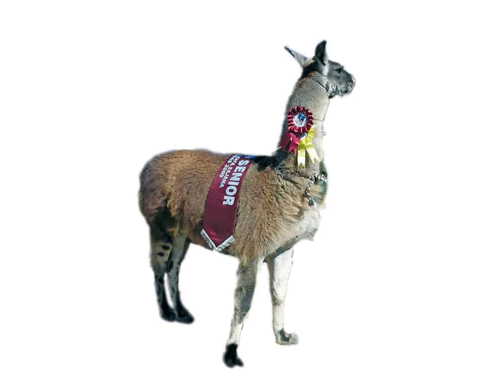 Llama (Lama glama) campeona