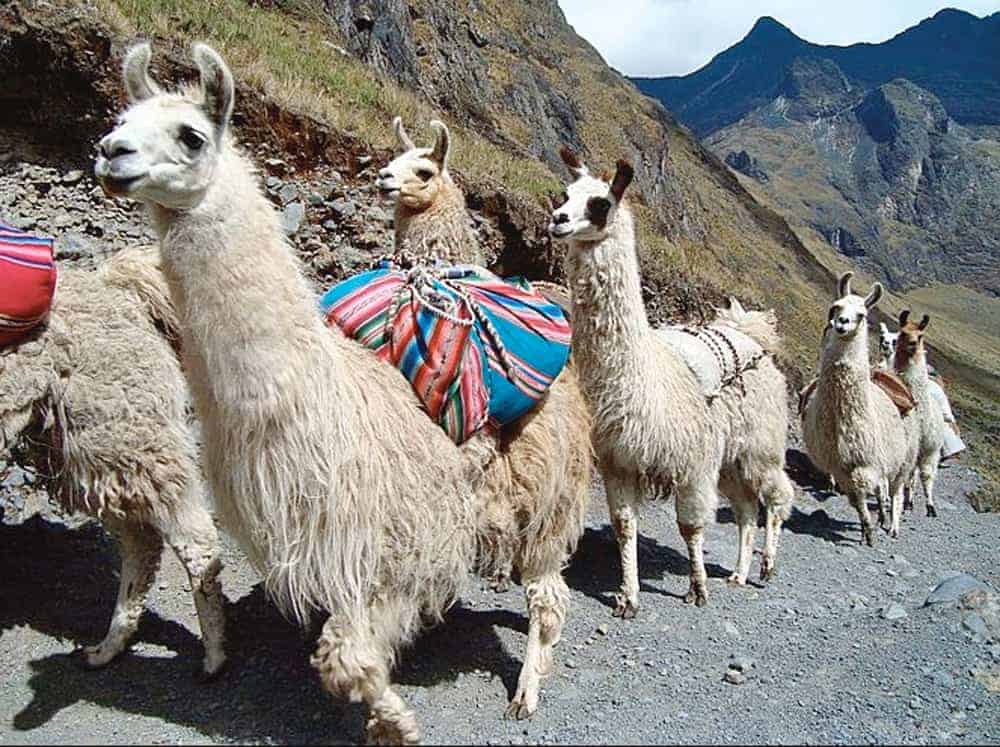 Llamas cruzando la cordillera entre Cochabamba y Oruro.