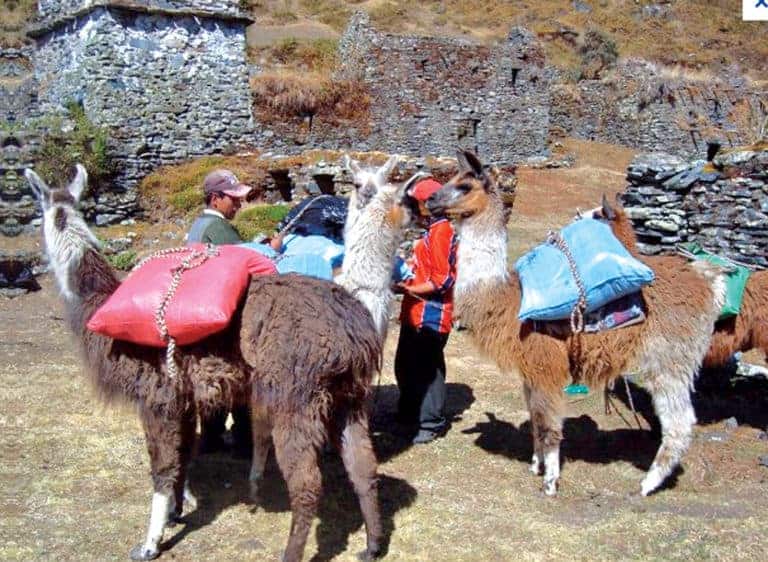 Bestia de carga Riquezas de Bolivia