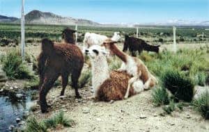 Cruce de una llama con una vicuña. Estación experimental Patacamaya. La Paz.