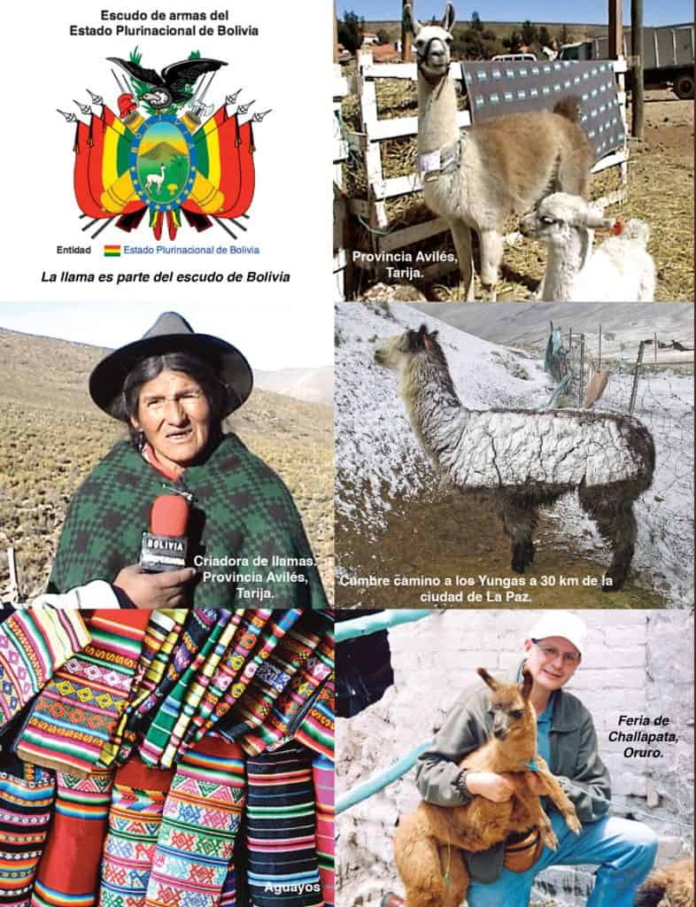 Llamas en Bolivia