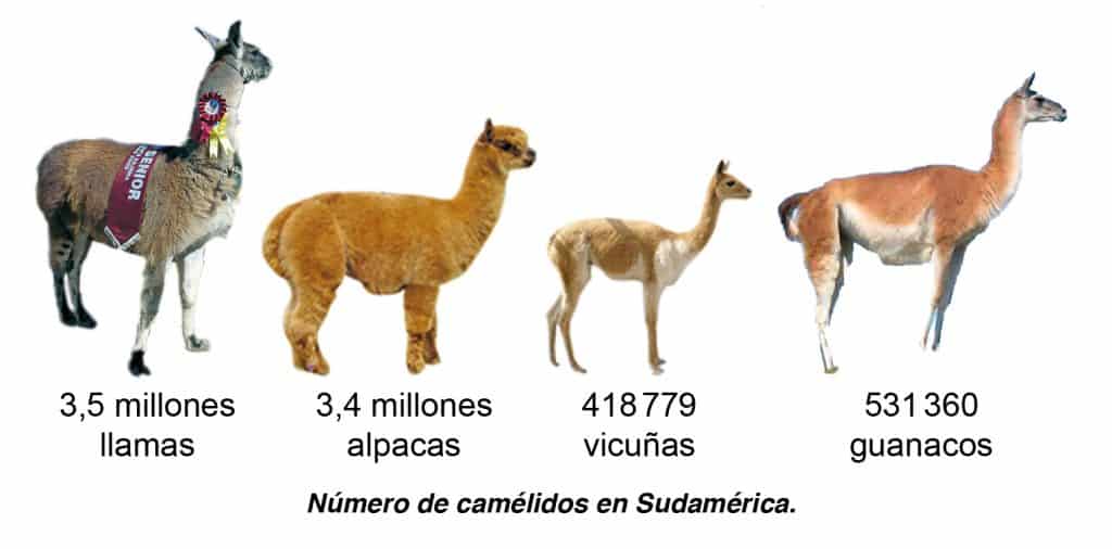 Número de Camélidos en Sud América