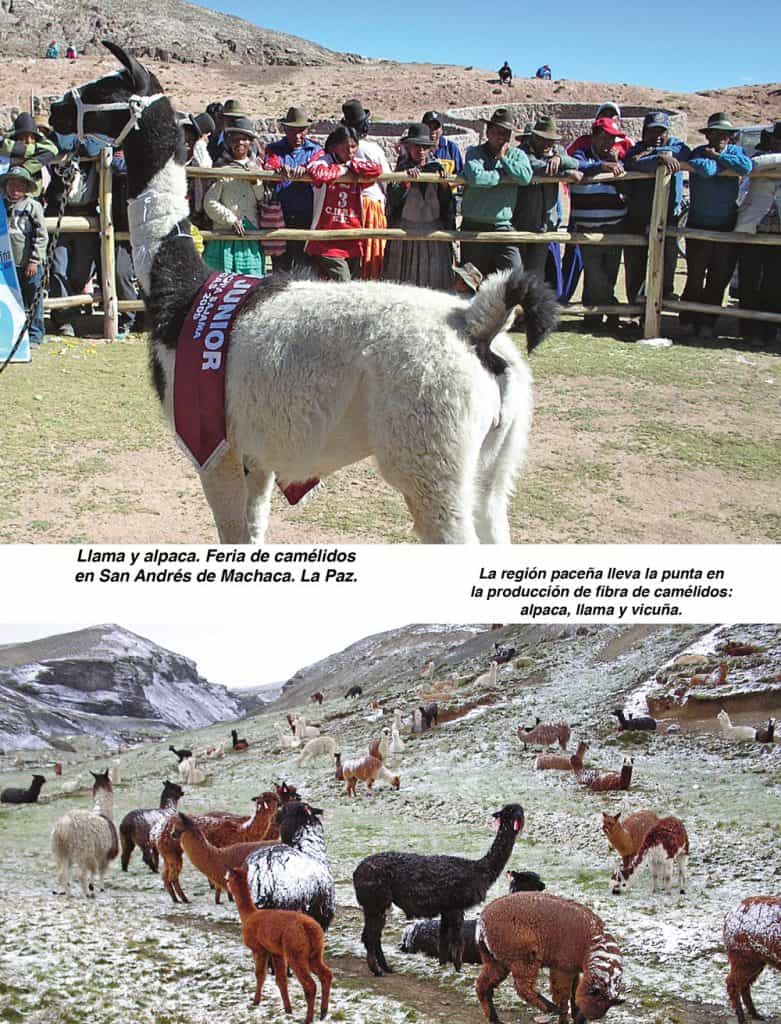 Llama y alpaca. Feria de camélidos en San Andrés de Machaca. La Paz.