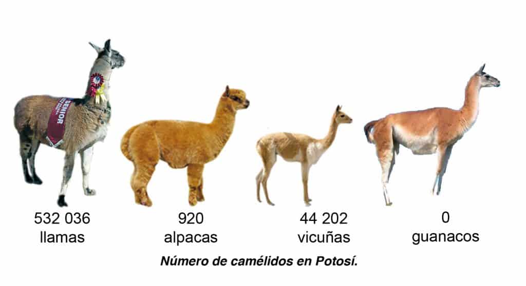 Número de camélidos en Potosí.