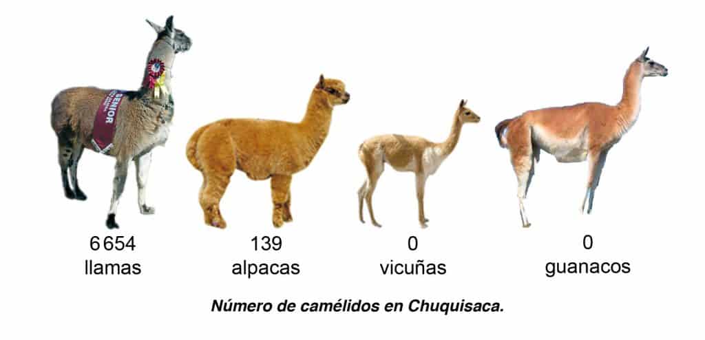 Número de camélidos en Chuquisaca.