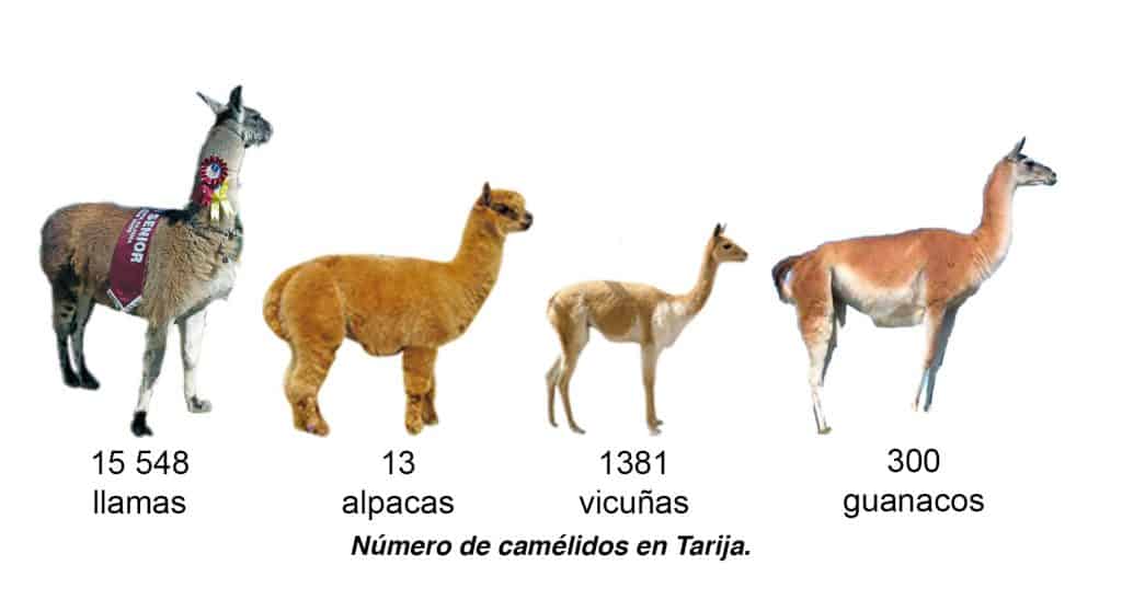 Número de camélidos en Tarija.