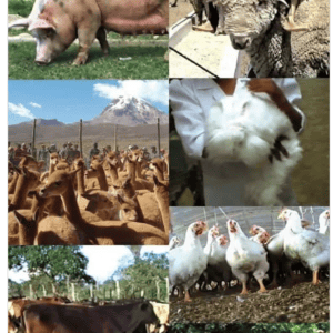 tapa Crianza de Animales