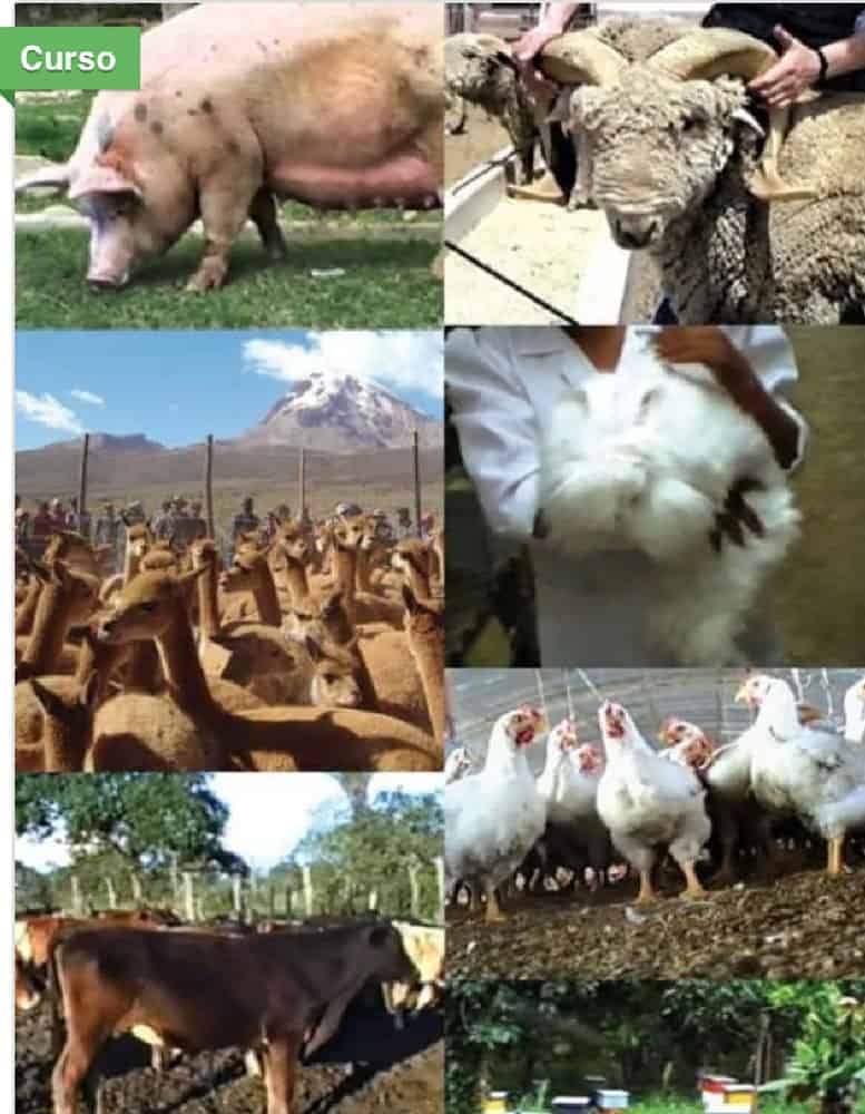 Tapas Libros mismo tamano 13